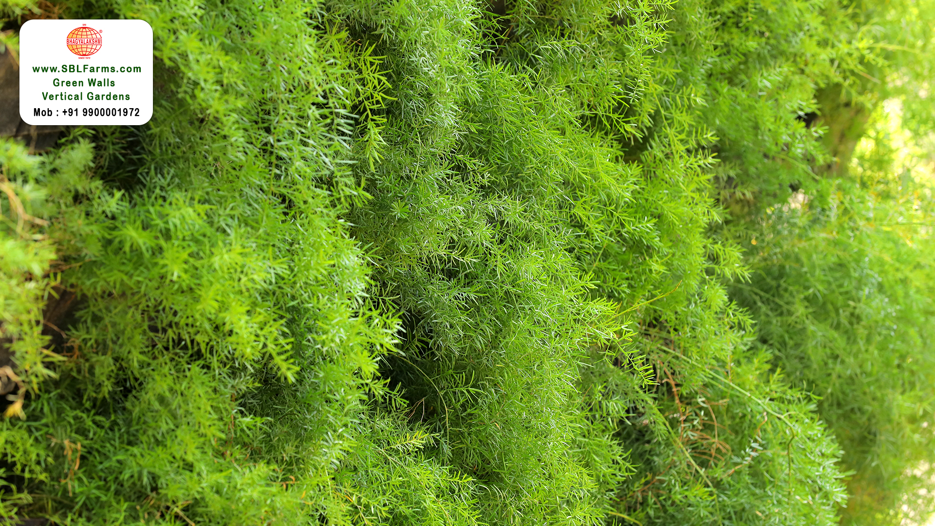 Sbl Farms Green walls and Living walls, Vertical Garden, Bio Curtains, Green wall or vertical garden design for Residence and hotel and resturent in bangalore